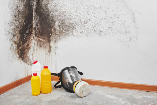 Home Mold Removal in Hahnville, LA